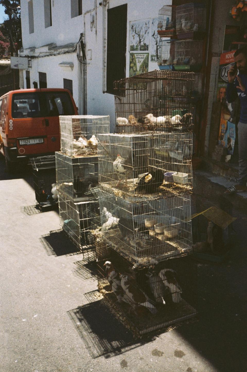 Multiple cages occupy the edge of the pavement, layered one above the other.
Birds move within the confined grids, feathers catching the sun.
Shadows from the wire fall sharply onto the asphalt.
The arrangement feels temporary, but deliberate.